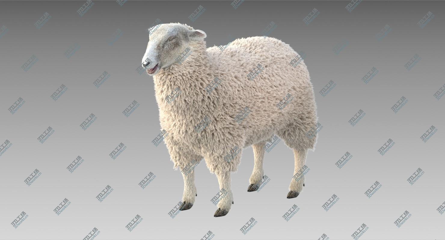 images/goods_img/202104021/3D model Sheep Adult/3.jpg